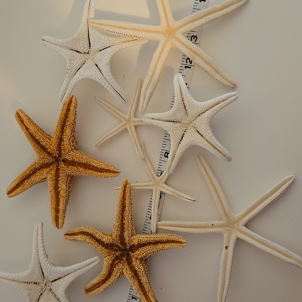 9 Assorted Starfish - Picture 6 of 8